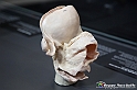 VBS_2549 - Utero - Mostra Body Worlds